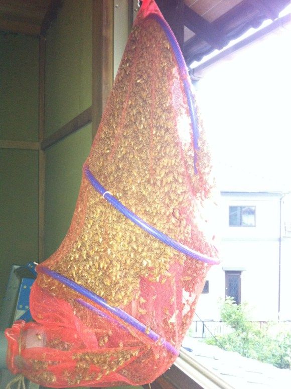 пчёлы на чердаке,японец,мёд