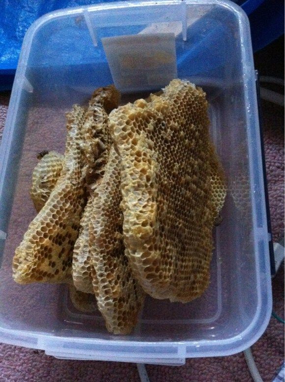 пчёлы на чердаке,японец,мёд