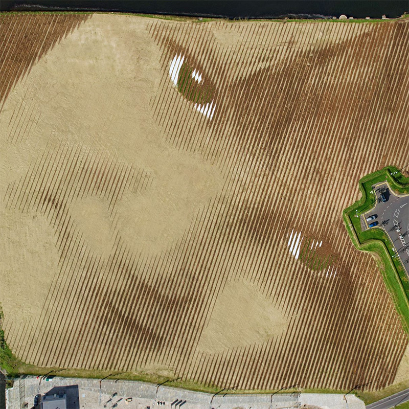 Гигантский портрет девочки на 11-акрах земли в Белфасте Гигантский портрет, неизвестной девочки, 11-акрах земли, Белфасте, Хорхе Родригес-Герада, Ирландия, Jorge Rodríguez-Gerada