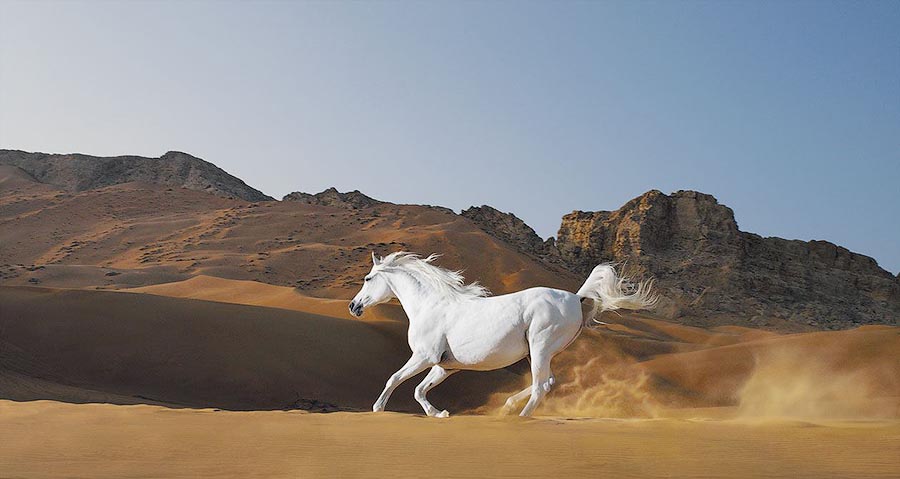  лошади, фотопроект, Тим Флак,Tim Flach, Equus