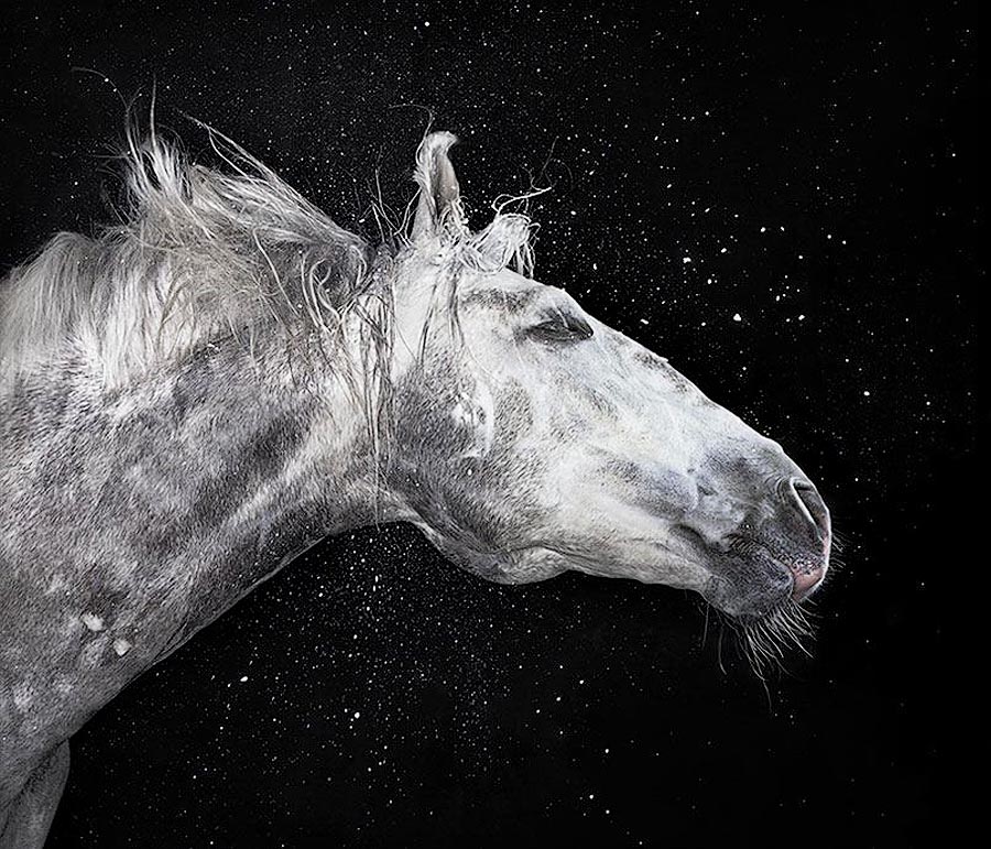  лошади, фотопроект, Тим Флак,Tim Flach, Equus
