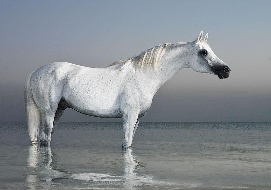  лошади, фотопроект, Тим Флак,Tim Flach, Equus