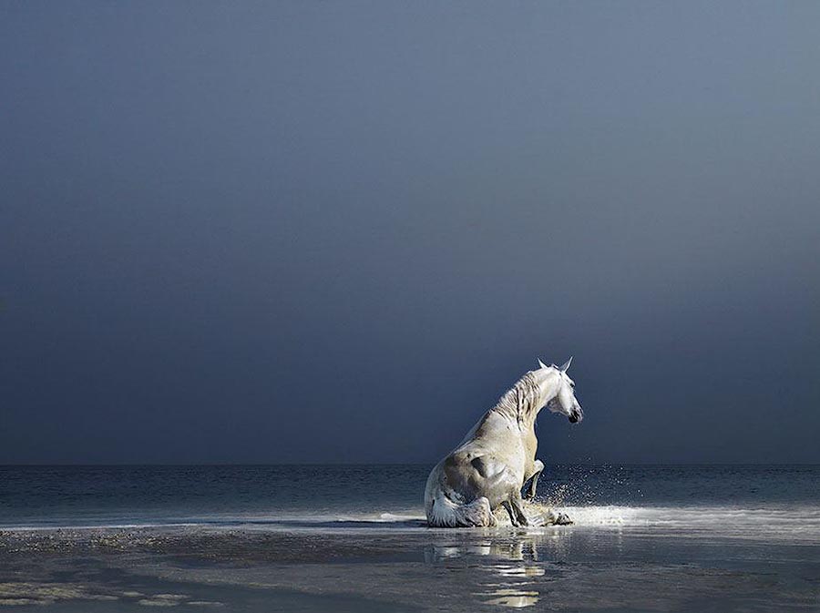  лошади, фотопроект, Тим Флак,Tim Flach, Equus