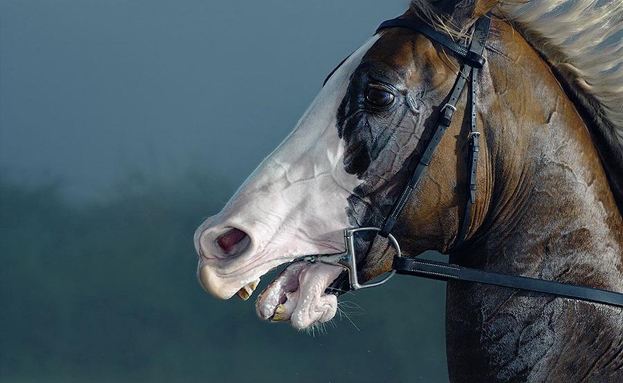  лошади, фотопроект, Тим Флак,Tim Flach, Equus