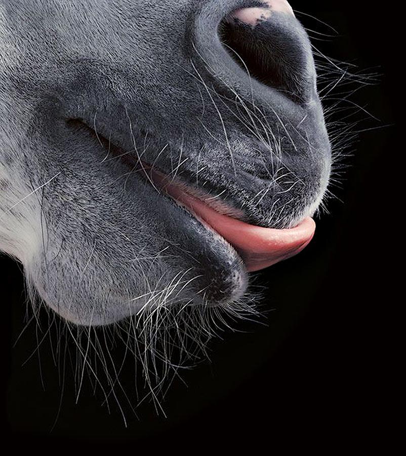  лошади, фотопроект, Тим Флак,Tim Flach, Equus