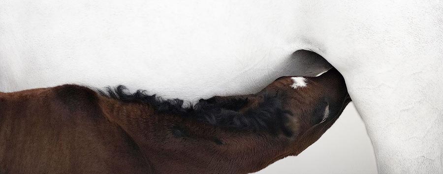  лошади, фотопроект, Тим Флак,Tim Flach, Equus