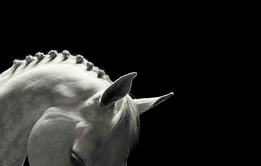 лошади, фотопроект, Тим Флак,Tim Flach, Equus