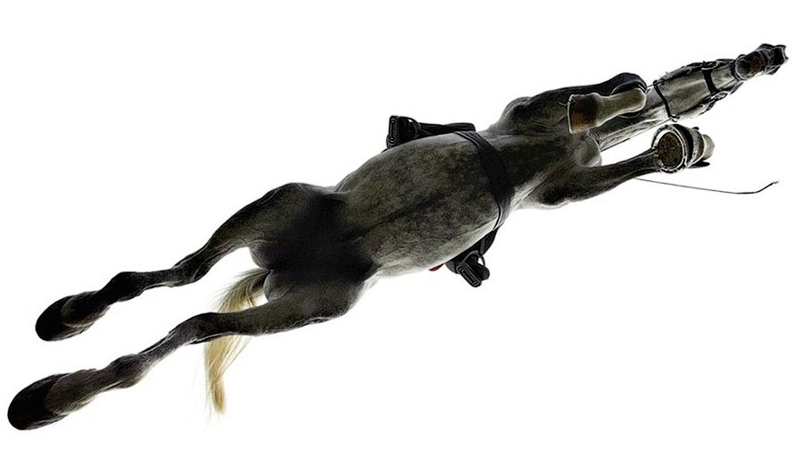  лошади, фотопроект, Тим Флак,Tim Flach, Equus