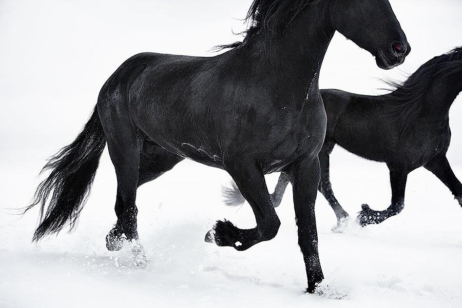  лошади, фотопроект, Тим Флак,Tim Flach, Equus
