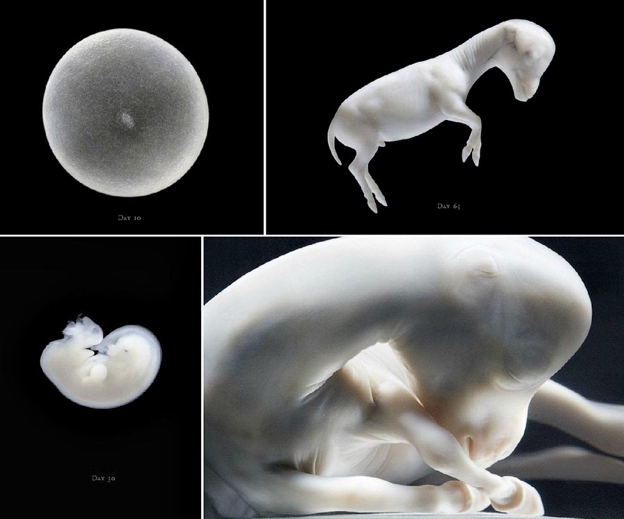  лошади, фотопроект, Тим Флак,Tim Flach, Equus