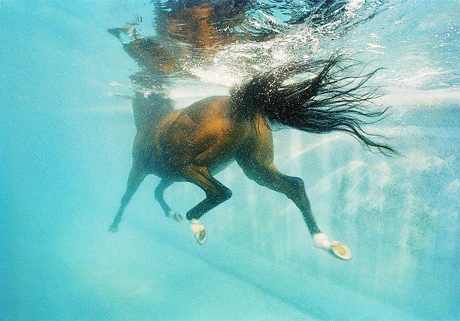  лошади, фотопроект, Тим Флак,Tim Flach, Equus