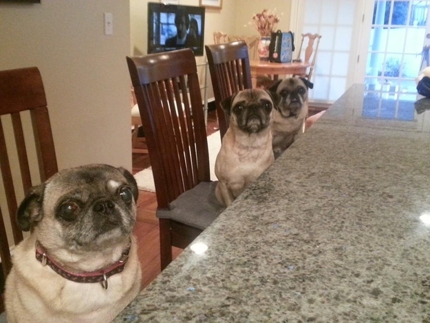 30 величайших моментов в истории умиления с участием животных Самые, милые, смешные, фотографии, животных