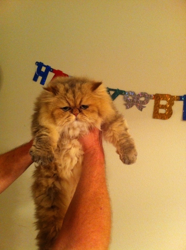 30 величайших моментов в истории умиления с участием животных Самые, милые, смешные, фотографии, животных