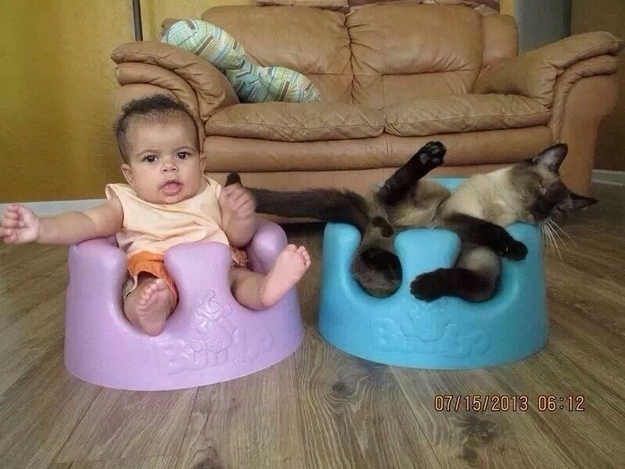 30 величайших моментов в истории умиления с участием животных Самые, милые, смешные, фотографии, животных