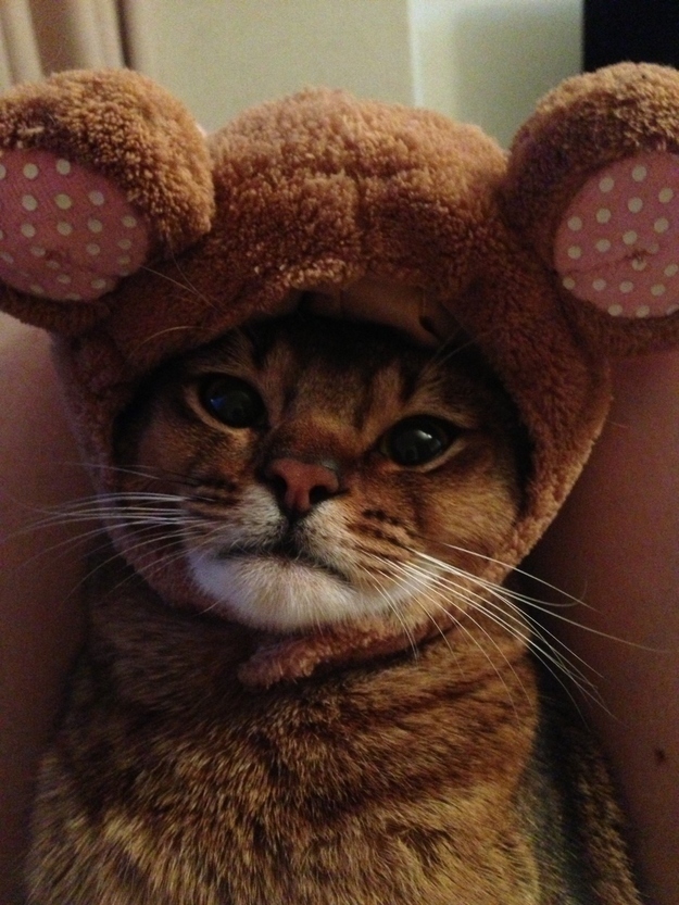 30 величайших моментов в истории умиления с участием животных Самые, милые, смешные, фотографии, животных