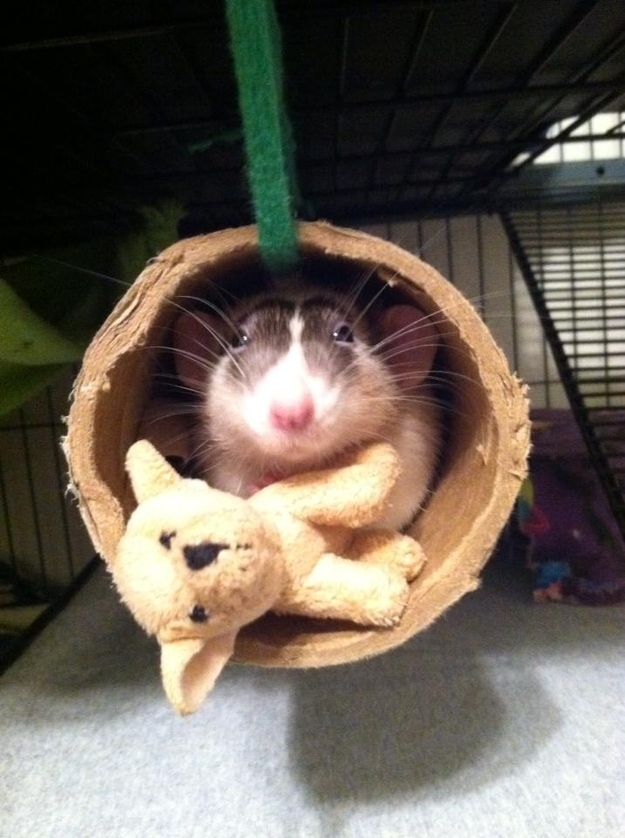 30 величайших моментов в истории умиления с участием животных Самые, милые, смешные, фотографии, животных