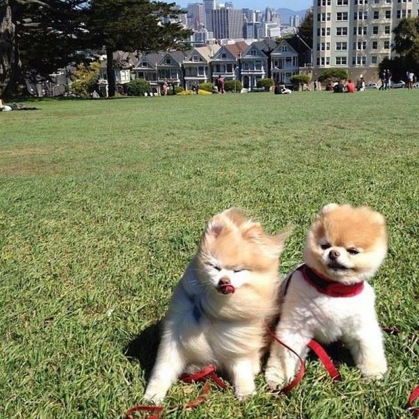 30 величайших моментов в истории умиления с участием животных Самые, милые, смешные, фотографии, животных