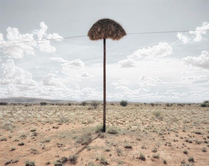 общественный ткач гигантские гнезда птицы