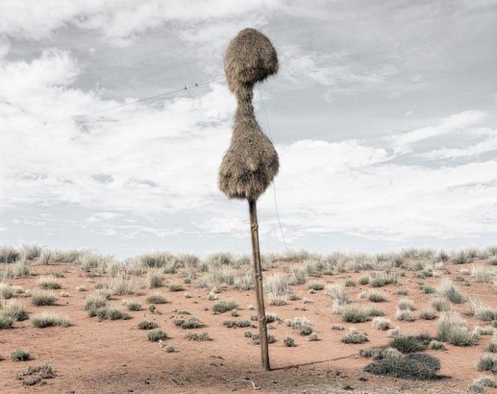 общественный ткач гигантские гнезда птицы