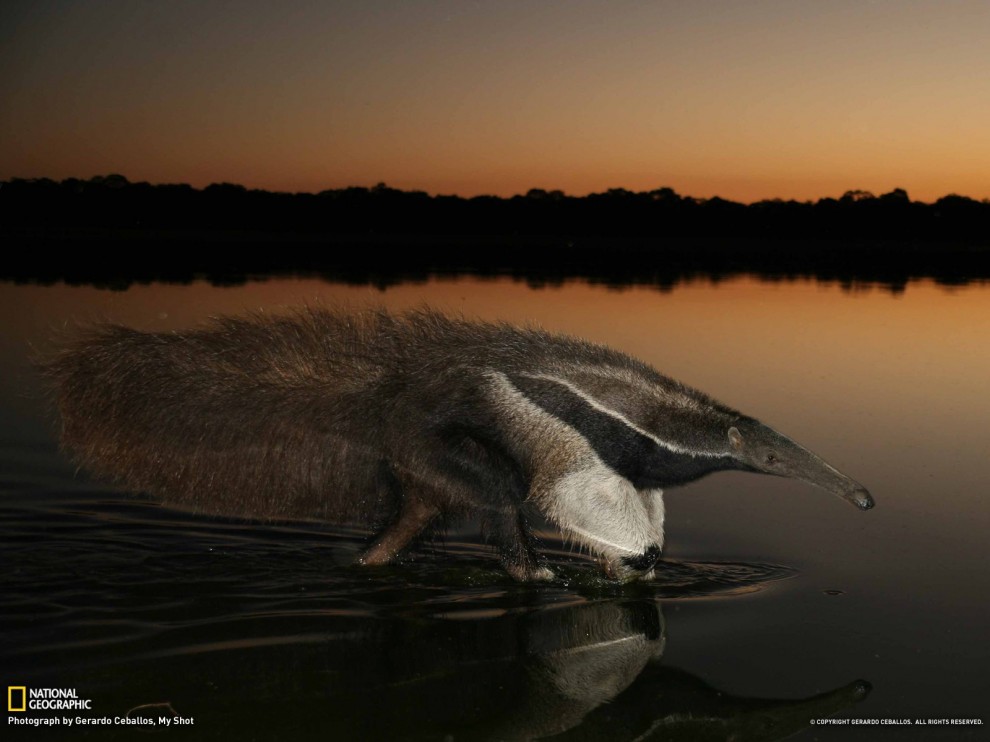  National Geographic май 2013 обои