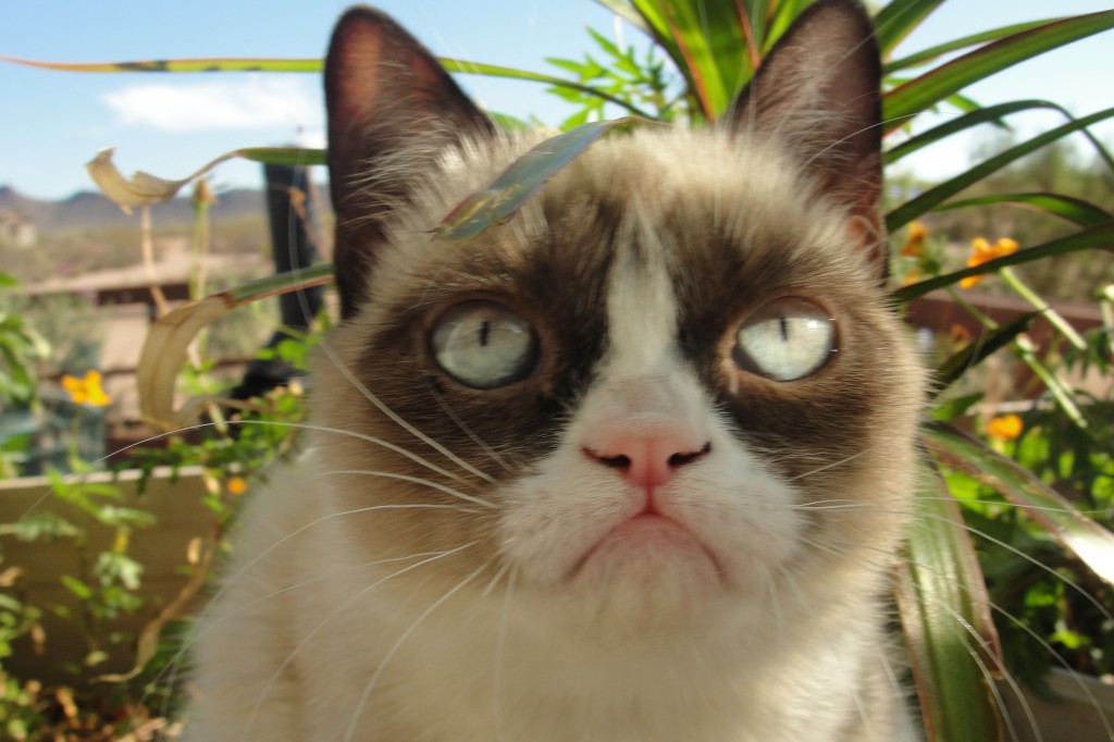 5 котов, интернета, известные, коты ,полковник мяу, сердитый кот