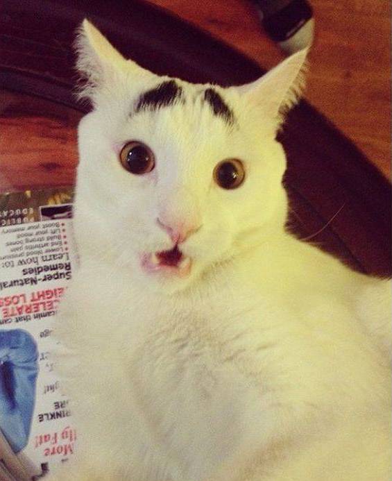 5 котов, интернета, известные, коты ,полковник мяу, сердитый кот