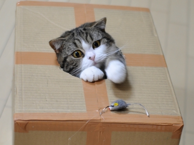 5 котов, интернета, известные, коты ,полковник мяу, сердитый кот