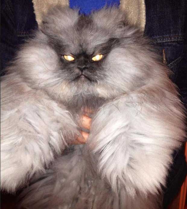 5 котов, интернета, известные, коты ,полковник мяу, сердитый кот