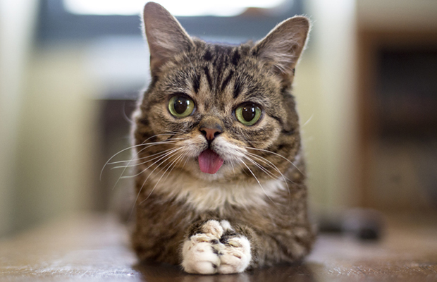 5 котов, интернета, известные, коты ,полковник мяу, сердитый кот