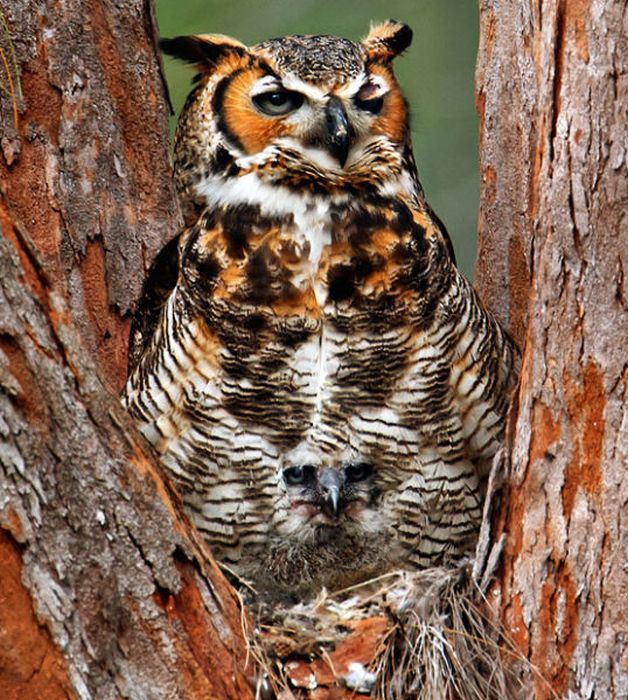 Присмотритесь, ничего не замечаете? Присмотритесь, смешные фото , головоломка , попробуйте, найти