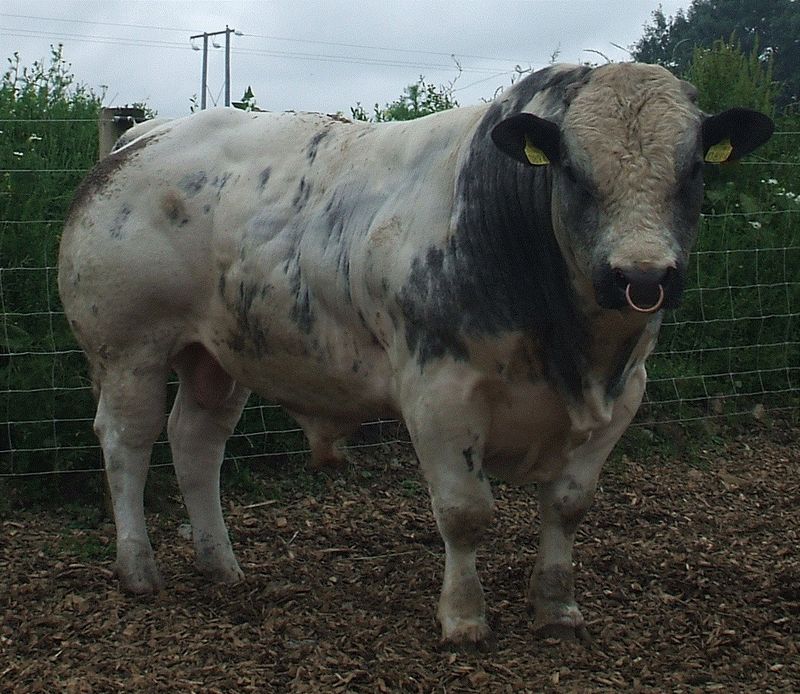 «Накаченные» быки, Бельгия, быки-мутанты, Belgian Blue cattle