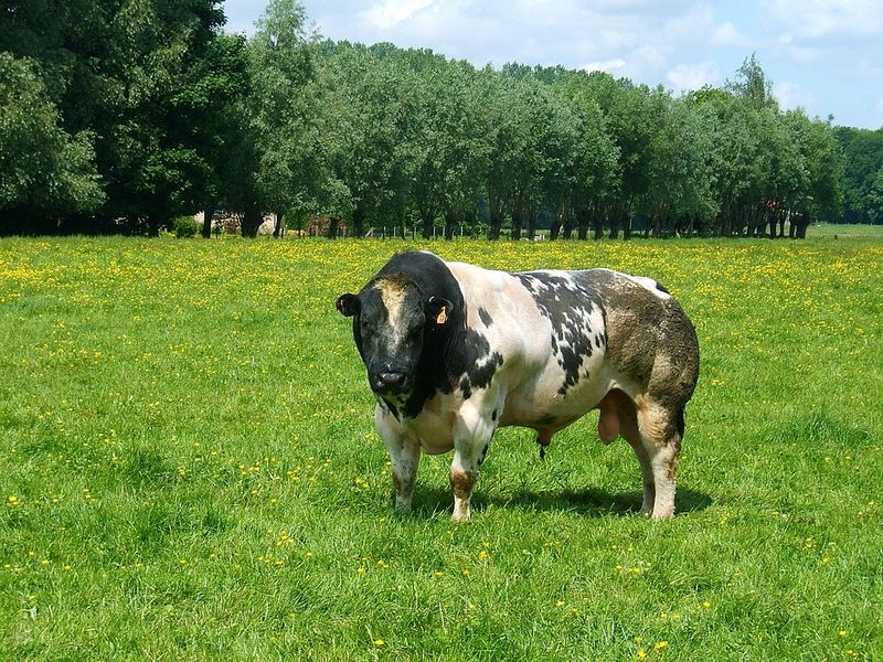 «Накаченные» быки, Бельгия, быки-мутанты, Belgian Blue cattle