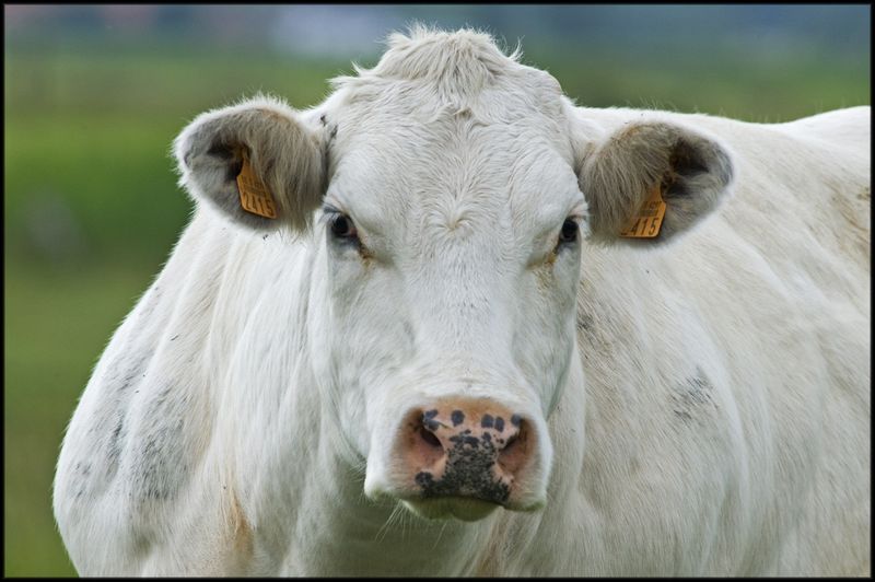 «Накаченные» быки, Бельгия, быки-мутанты, Belgian Blue cattle