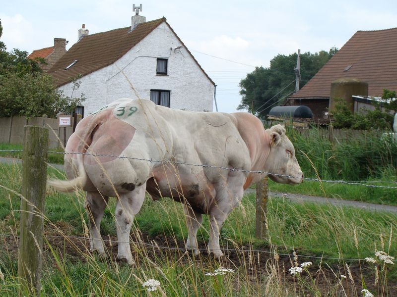 «Накаченные» быки, Бельгия, быки-мутанты, Belgian Blue cattle