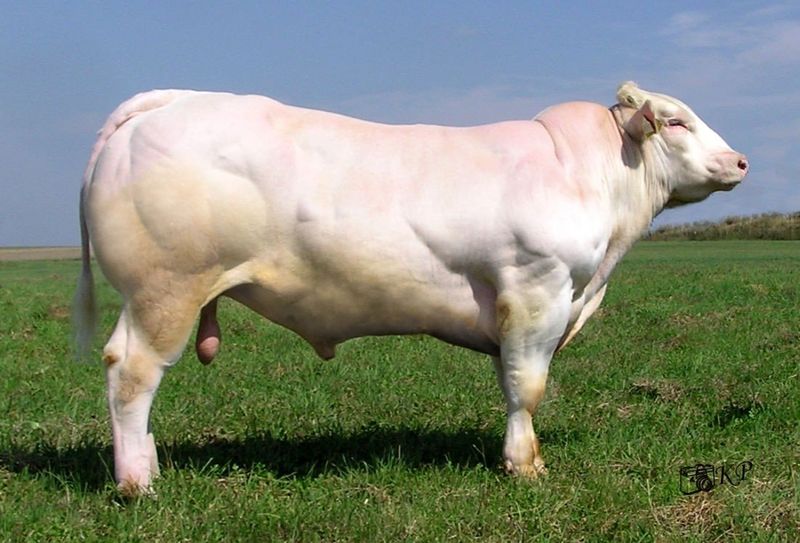 «Накаченные» быки, Бельгия, быки-мутанты, Belgian Blue cattle