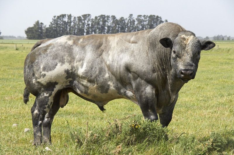 «Накаченные» быки, Бельгия, быки-мутанты, Belgian Blue cattle