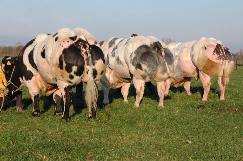 «Накаченные» быки, Бельгия, быки-мутанты, Belgian Blue cattle