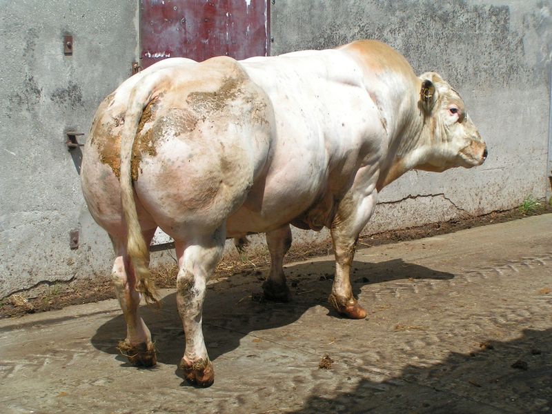 «Накаченные» быки, Бельгия, быки-мутанты, Belgian Blue cattle