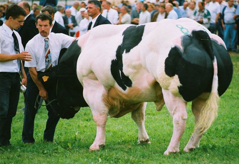 «Накаченные» быки, Бельгия, быки-мутанты, Belgian Blue cattle