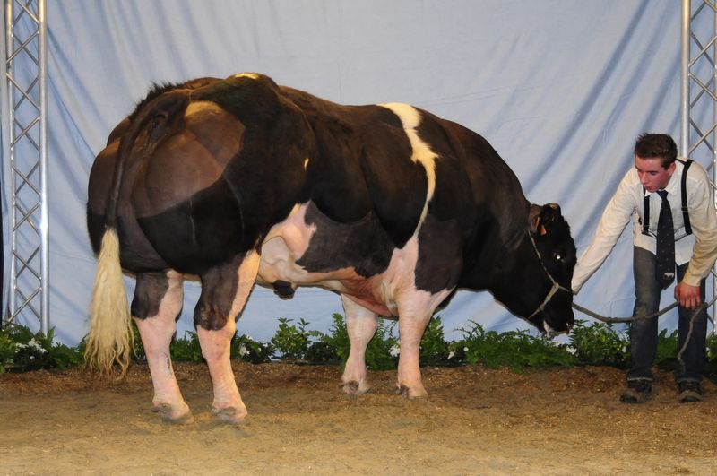 «Накаченные» быки, Бельгия, быки-мутанты, Belgian Blue cattle