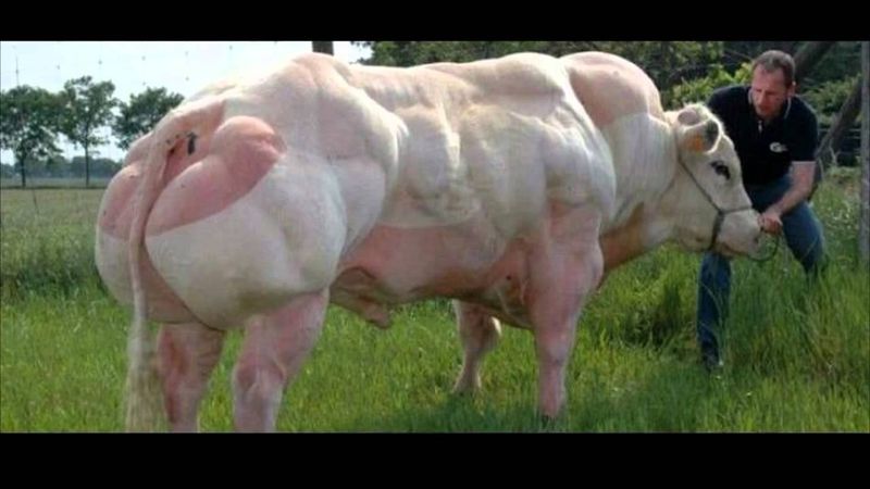 «Накаченные» быки, Бельгия, быки-мутанты, Belgian Blue cattle