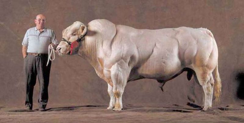 «Накаченные» быки, Бельгия, быки-мутанты, Belgian Blue cattle