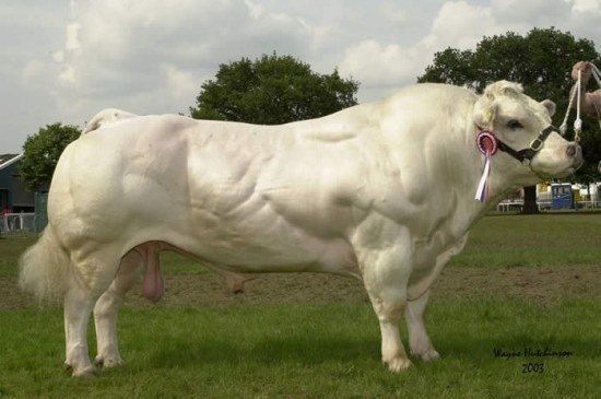 «Накаченные» быки, Бельгия, быки-мутанты, Belgian Blue cattle