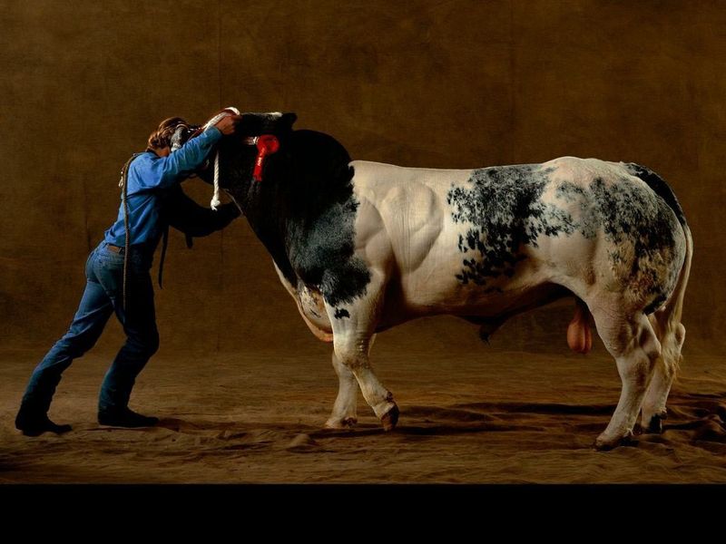 «Накаченные» быки, Бельгия, быки-мутанты, Belgian Blue cattle