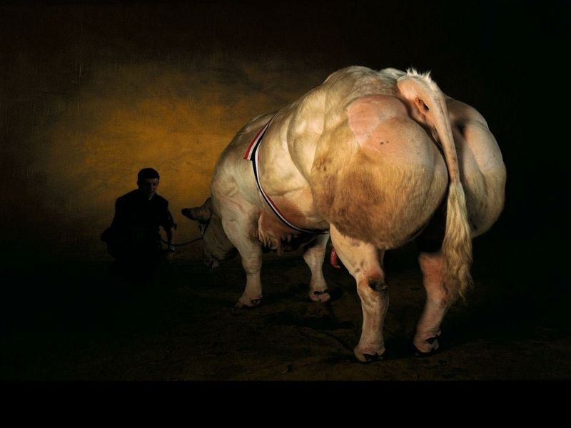 «Накаченные» быки, Бельгия, быки-мутанты, Belgian Blue cattle