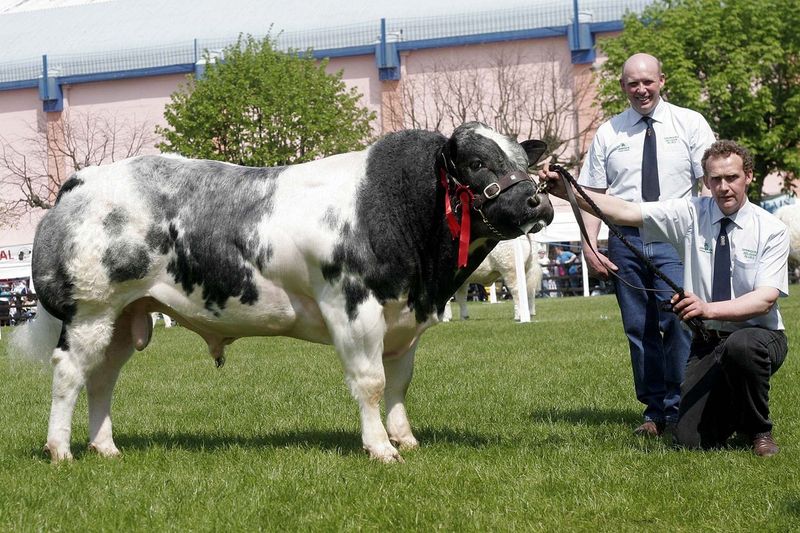 «Накаченные» быки, Бельгия, быки-мутанты, Belgian Blue cattle