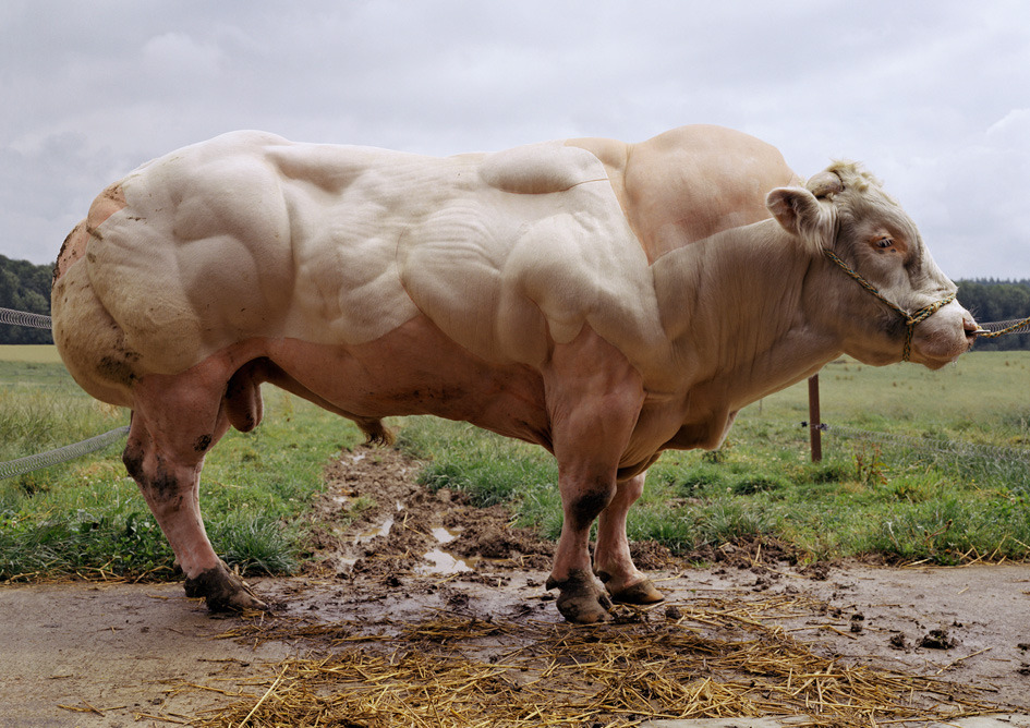 «Накаченные» быки, Бельгия, быки-мутанты, Belgian Blue cattle