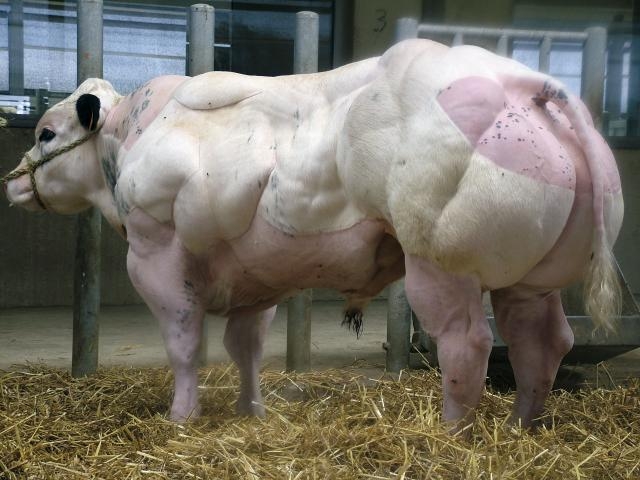 «Накаченные» быки, Бельгия, быки-мутанты, Belgian Blue cattle