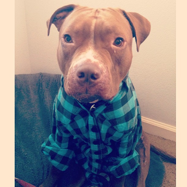 стильный питуль, Валентино, модный,собака,Valentino 