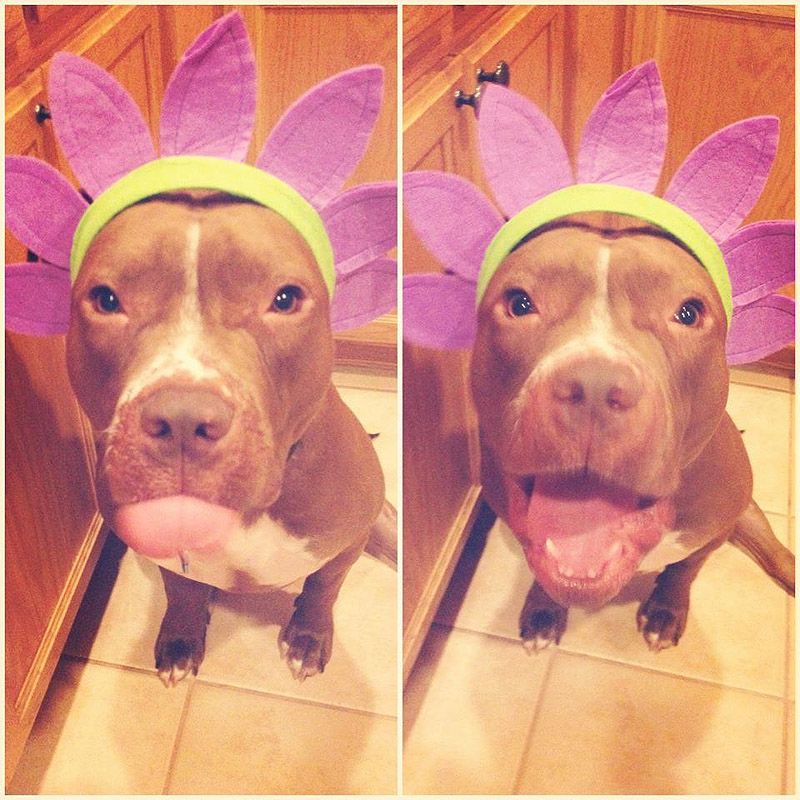 стильный питуль, Валентино, модный,собака,Valentino 